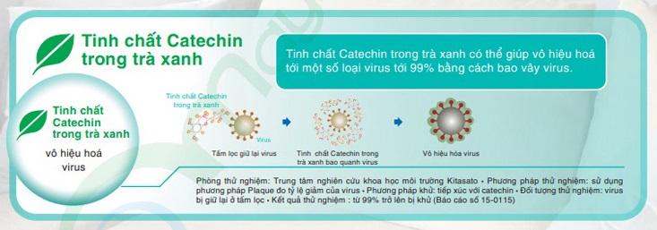 Tinh chất Catechin trong trà xanh - vô hiệu hóa virus
